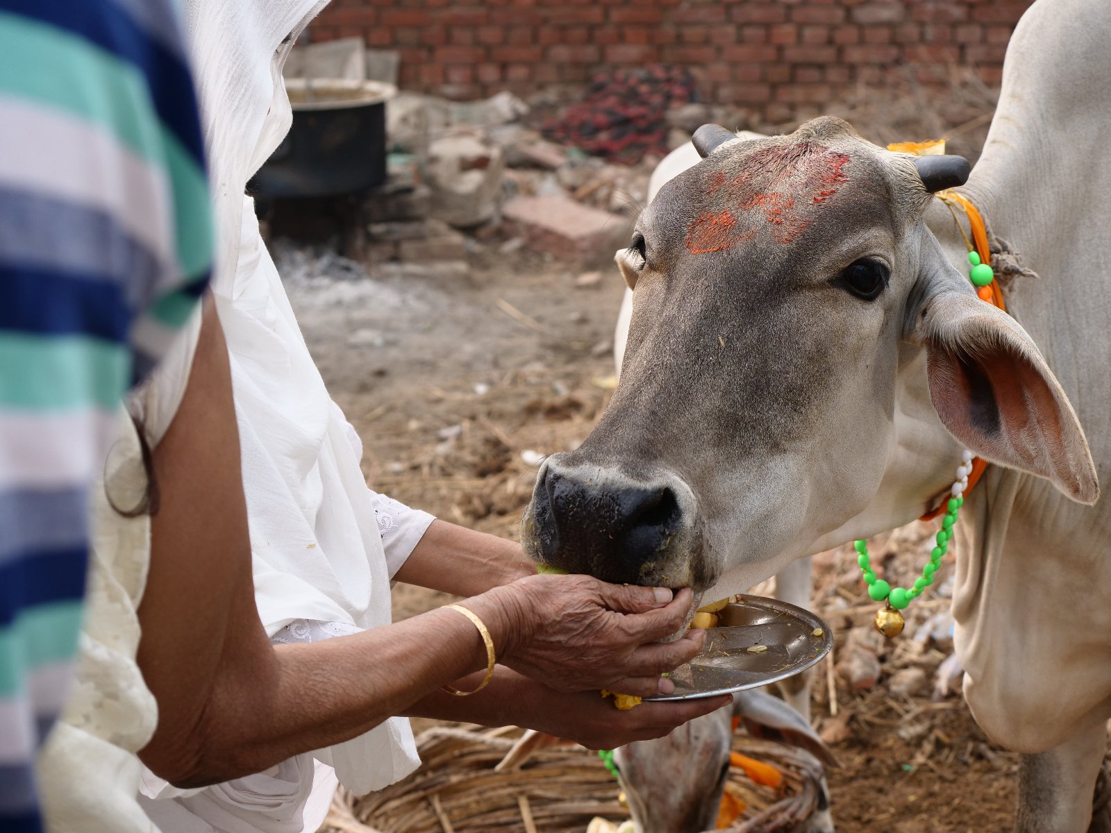  132 Gopashtami Radha kunda Govardhan 19.11.04